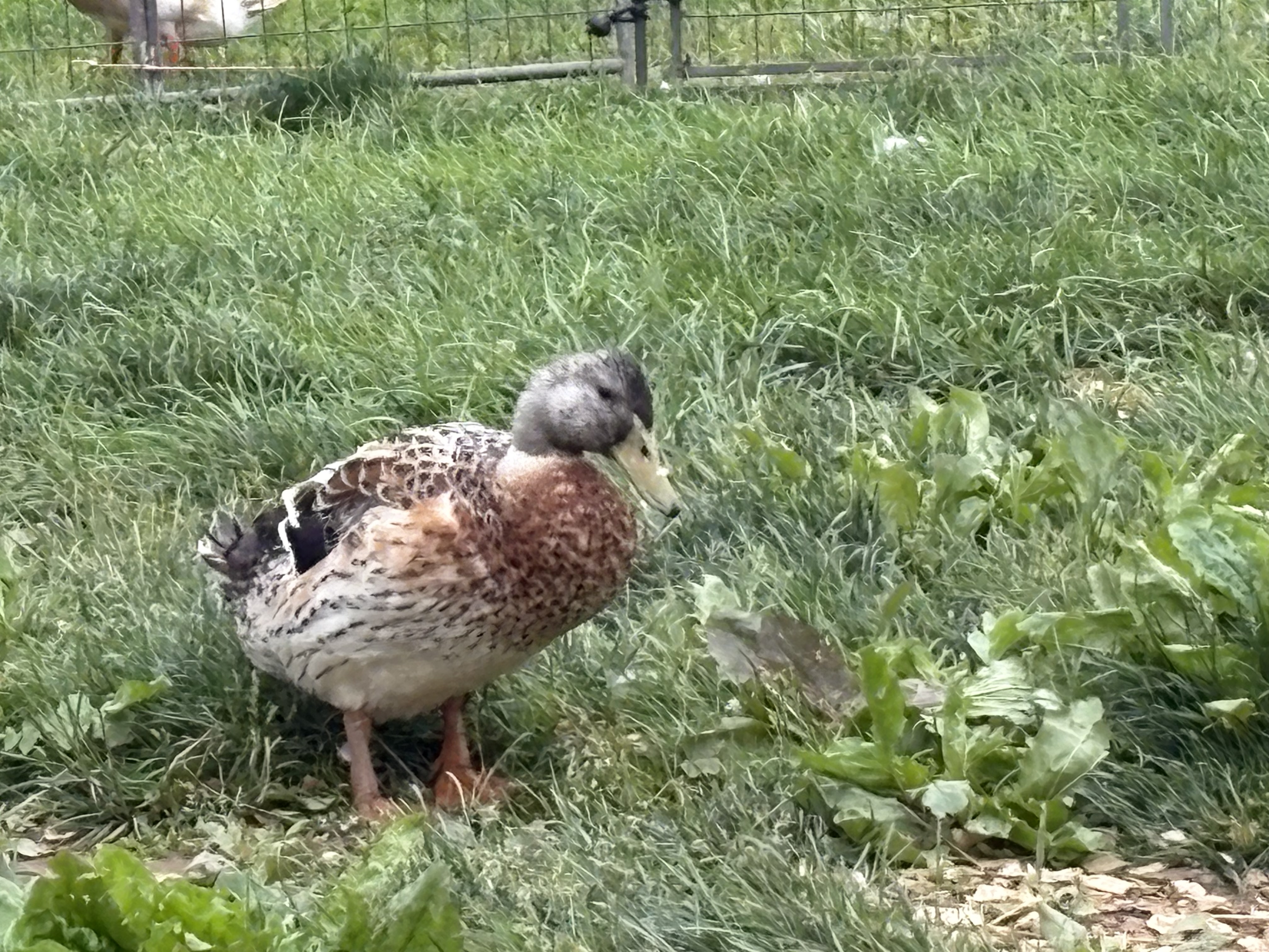 Photo of Daisy