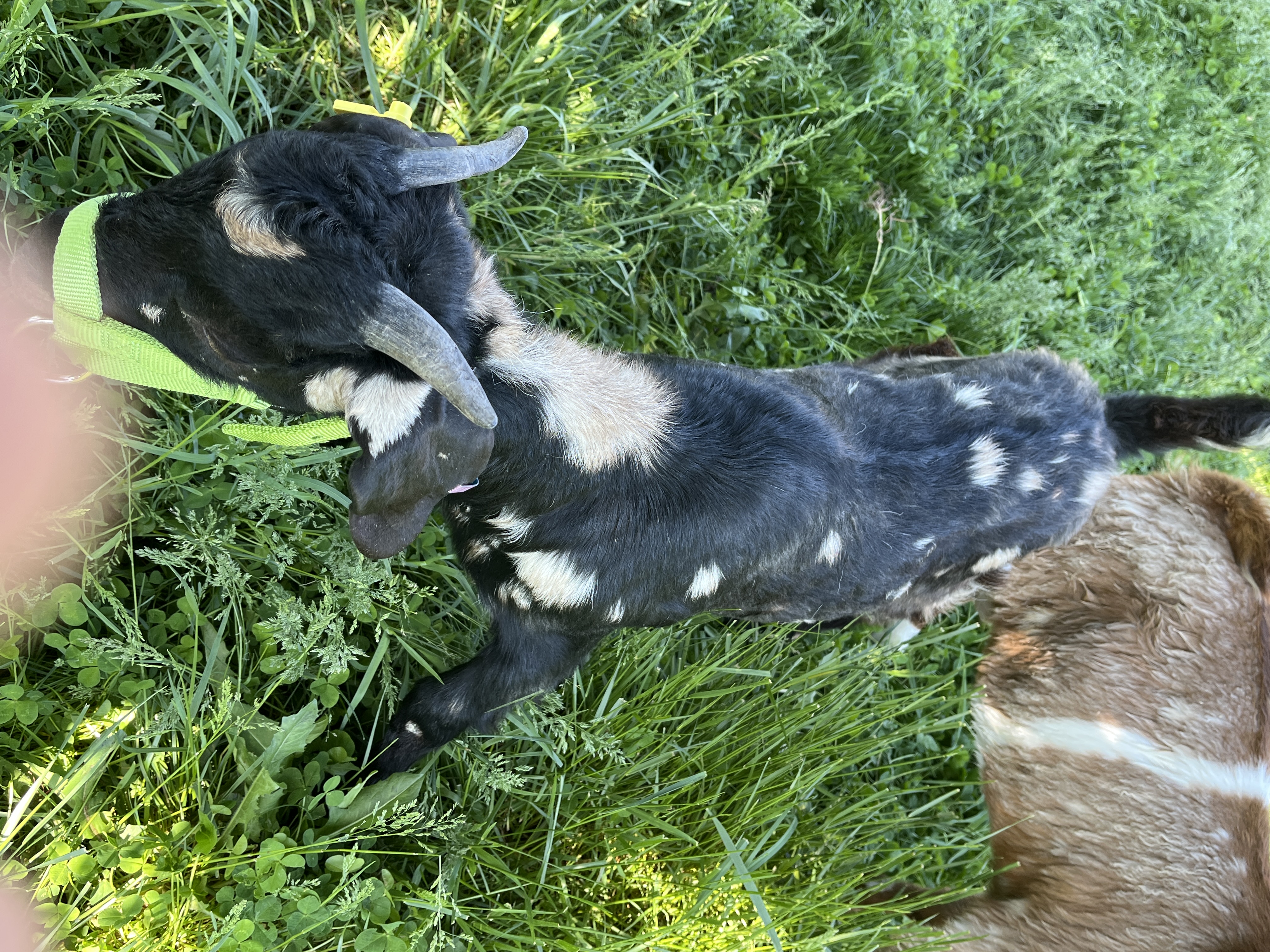 Photo of Lucy Jackrabbit