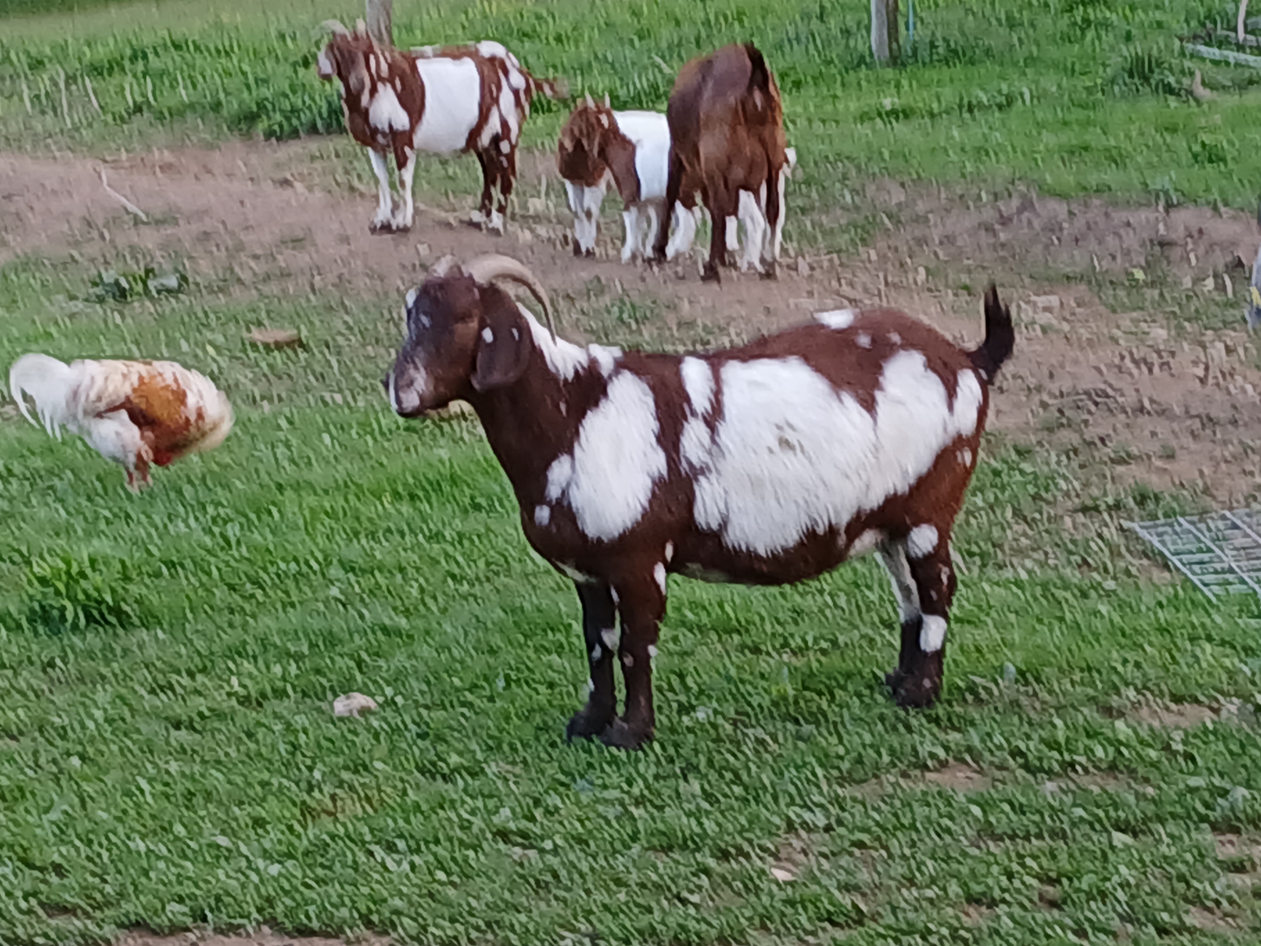 Welcome to Guss Ridge Farm